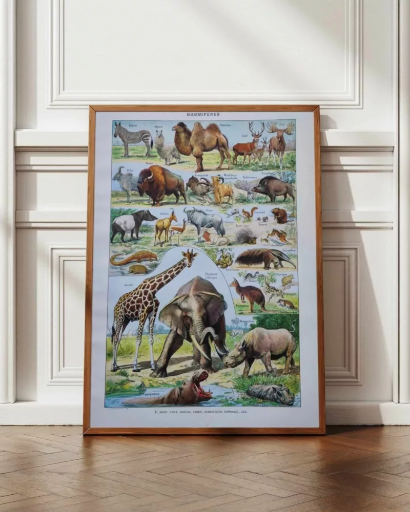 Mammifères, éléphants et girafes, planche zoologique 1949 – planche encadrée en décoration murale