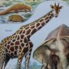 nlu2-mammiferes-elephant-a13 Mammifères, éléphants et girafes, planche zoologique 1949