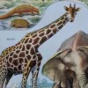 Mammifères, éléphants et girafes, planche zoologique 1949 – détail de la planche ancienne