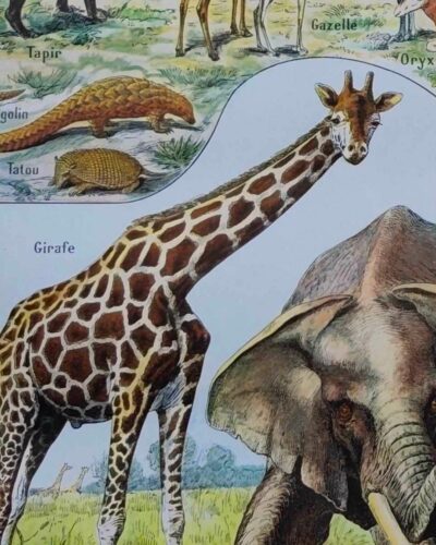 nlu2-mammiferes-elephant-a13 Mammifères, éléphants et girafes, planche zoologique 1949