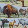 nlu2-mammiferes-elephant-a14 Mammifères, éléphants et girafes, planche zoologique 1949