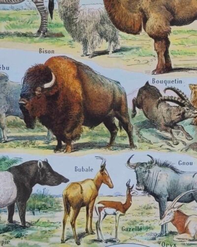 nlu2-mammiferes-elephant-a14 Mammifères, éléphants et girafes, planche zoologique 1949