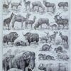 nlu2-mammiferes-elephant-a20 Mammifères, éléphants et girafes, planche zoologique 1949
