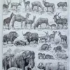 Mammifères, éléphants et girafes, planche zoologique 1949 – verso du document ancien