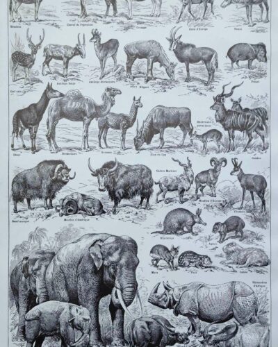 nlu2-mammiferes-elephant-a20 Mammifères, éléphants et girafes, planche zoologique 1949