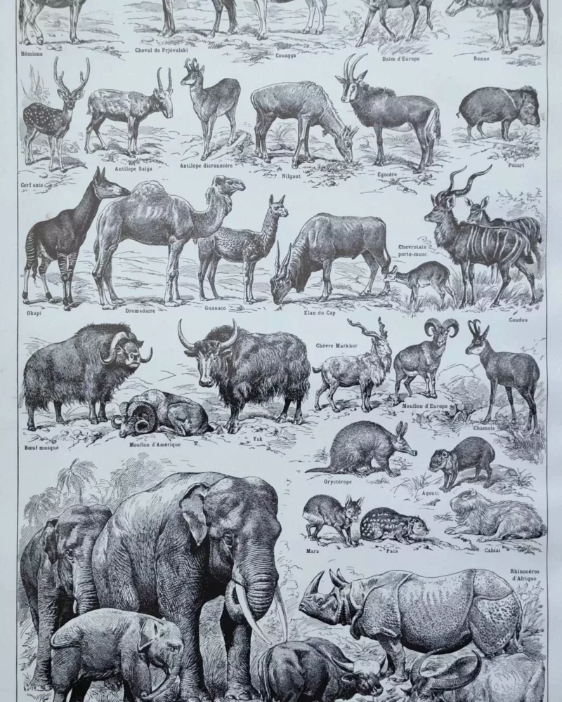 Mammifères, éléphants et girafes, planche zoologique 1949 – verso du document ancien