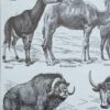 nlu2-mammiferes-elephant-a22 Mammifères, éléphants et girafes, planche zoologique 1949
