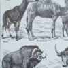 Mammifères, éléphants et girafes, planche zoologique 1949 – verso encadré en décoration murale