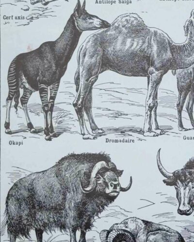 nlu2-mammiferes-elephant-a22 Mammifères, éléphants et girafes, planche zoologique 1949