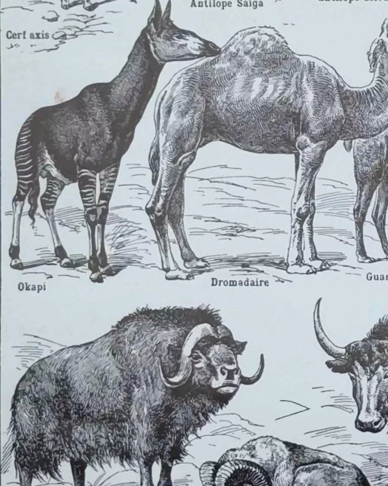 Mammifères, éléphants et girafes, planche zoologique 1949 – verso encadré en décoration murale