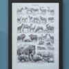 nlu2-mammiferes-elephant-b21 Mammifères, éléphants et girafes, planche zoologique 1949