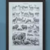 Mammifères, éléphants et girafes, planche zoologique 1949 – verso du document ancien