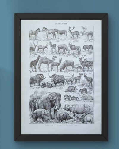 nlu2-mammiferes-elephant-b21 Mammifères, éléphants et girafes, planche zoologique 1949
