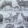 nlu2-mammiferes-elephant-b22 Mammifères, éléphants et girafes, planche zoologique 1949