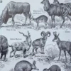 Mammifères, éléphants et girafes, planche zoologique 1949 – verso encadré en décoration murale