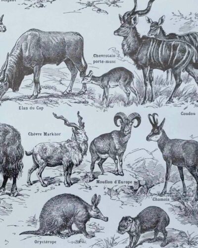 nlu2-mammiferes-elephant-b22 Mammifères, éléphants et girafes, planche zoologique 1949