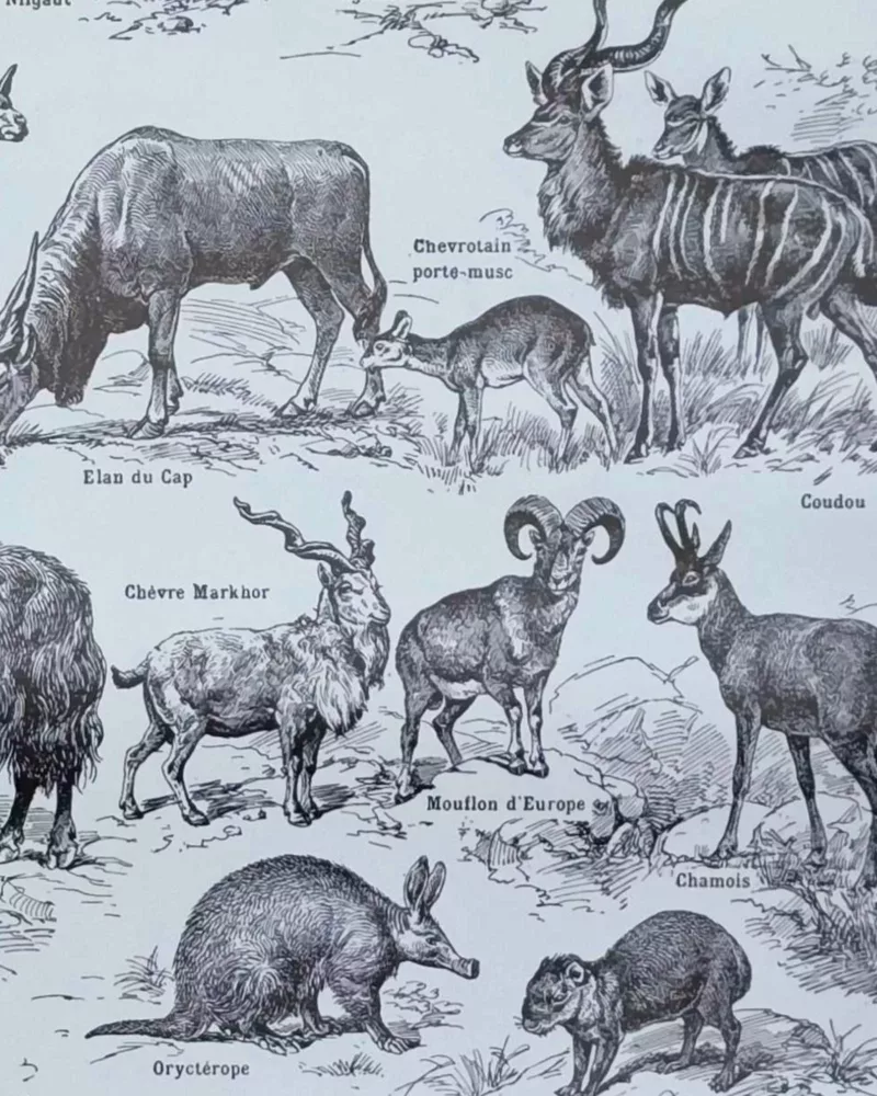 Mammifères, éléphants et girafes, planche zoologique 1949 – verso encadré en décoration murale