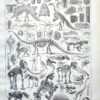 nlu2-paleontologie-a10 Paléontologie, histoire de la vie fossile, planche 1948