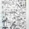 Paléontologie, histoire de la vie fossile, planche 1948 – planche ancienne entière