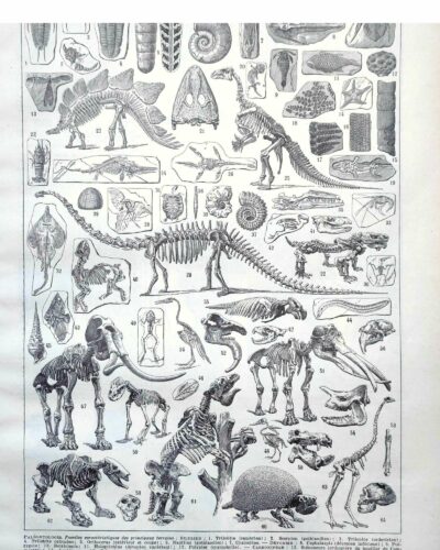 nlu2-paleontologie-a10 Paléontologie, histoire de la vie fossile, planche 1948