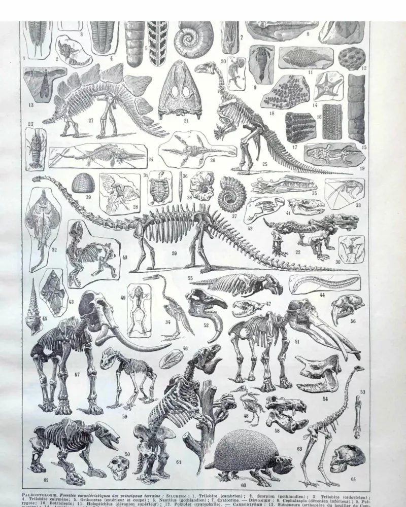 Paléontologie, histoire de la vie fossile, planche 1948 – planche ancienne entière