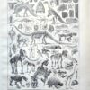 nlu2-paleontologie-a11 Paléontologie, histoire de la vie fossile, planche 1948