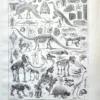 Paléontologie, histoire de la vie fossile, planche 1948