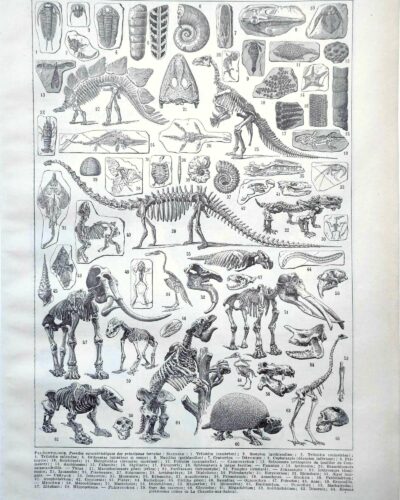 nlu2-paleontologie-a11 Paléontologie, histoire de la vie fossile, planche 1948