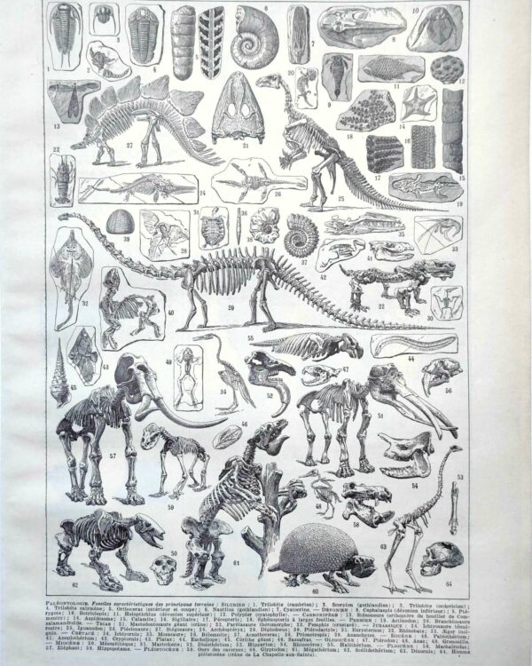 Paléontologie, histoire de la vie fossile, planche 1948