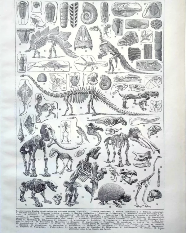 nlu2-paleontologie-a11 Paléontologie, histoire de la vie fossile, planche 1948