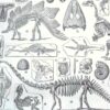 nlu2-paleontologie-a13 Paléontologie, histoire de la vie fossile, planche 1948