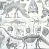 Paléontologie, histoire de la vie fossile, planche 1948 – détail de la planche ancienne
