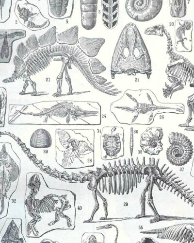 nlu2-paleontologie-a13 Paléontologie, histoire de la vie fossile, planche 1948