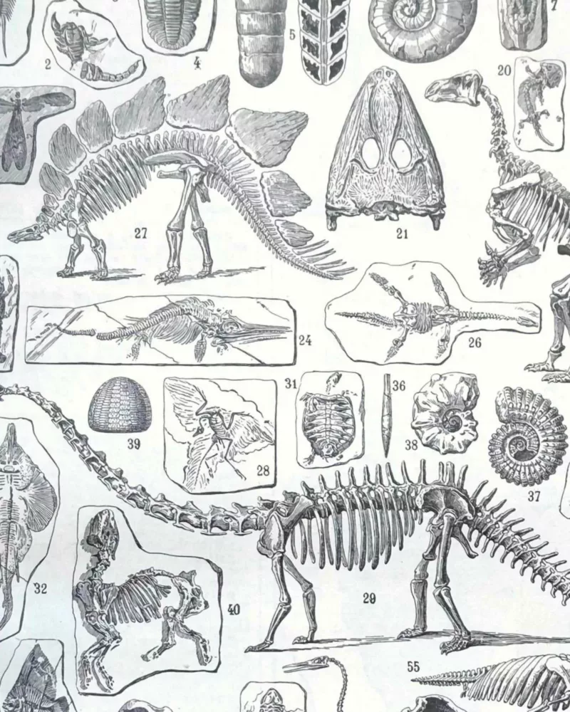 Paléontologie, histoire de la vie fossile, planche 1948 – détail de la planche ancienne