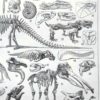 nlu2-paleontologie-a14 Paléontologie, histoire de la vie fossile, planche 1948