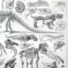 Paléontologie, histoire de la vie fossile, planche 1948 – détail de la planche ancienne