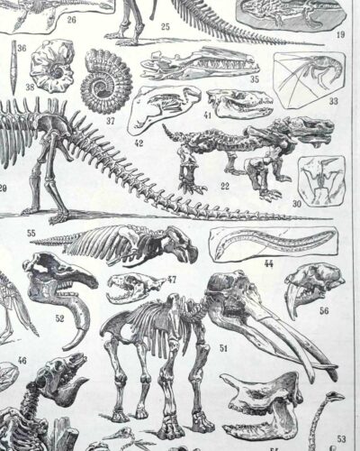 nlu2-paleontologie-a14 Paléontologie, histoire de la vie fossile, planche 1948
