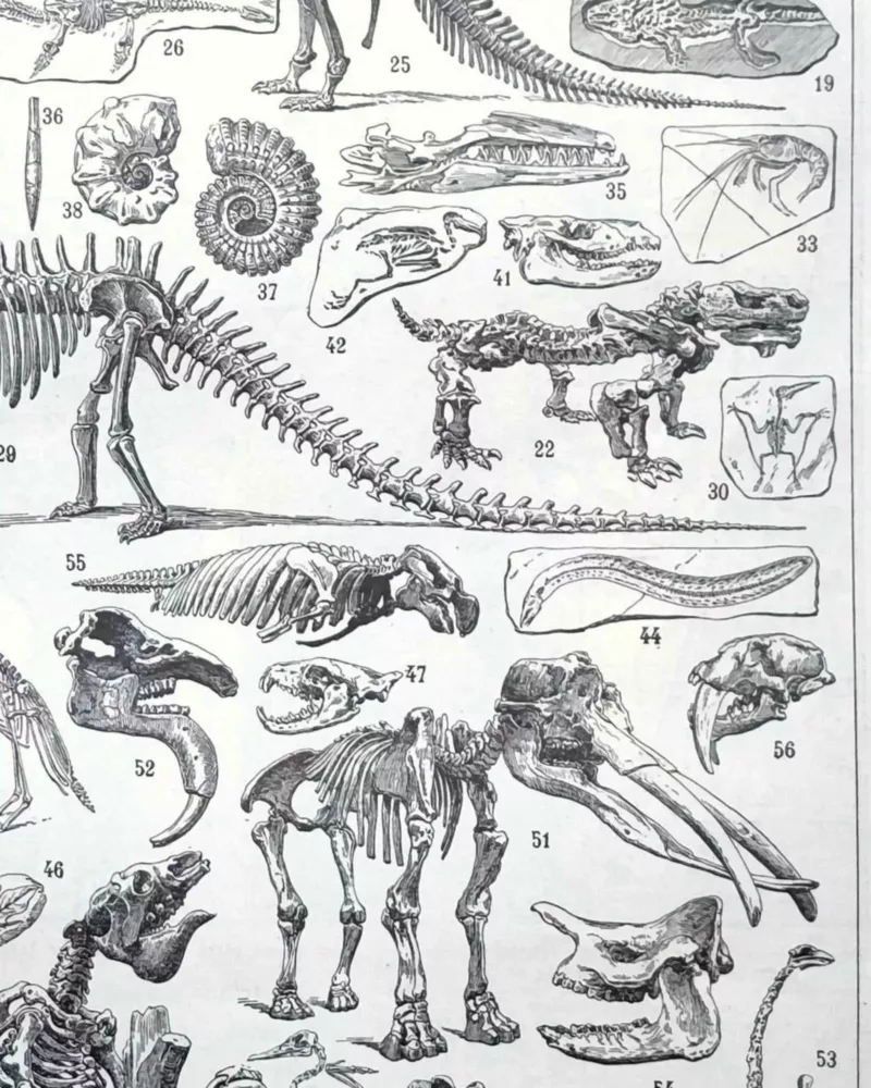 Paléontologie, histoire de la vie fossile, planche 1948 – détail de la planche ancienne