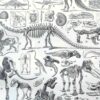 nlu2-paleontologie-b10 Paléontologie, histoire de la vie fossile, planche 1948