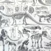 Paléontologie, histoire de la vie fossile, planche 1948 – planche ancienne entière