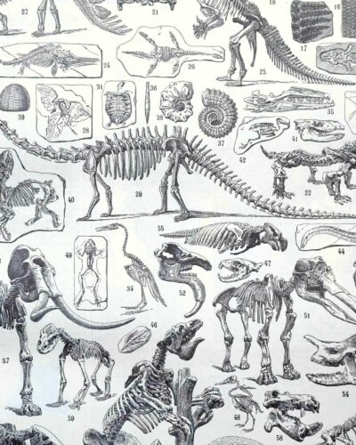 nlu2-paleontologie-b10 Paléontologie, histoire de la vie fossile, planche 1948