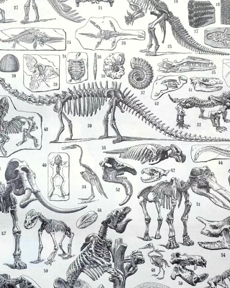 Paléontologie, histoire de la vie fossile, planche 1948 – planche ancienne entière