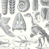 nlu2-paleontologie-b13 Paléontologie, histoire de la vie fossile, planche 1948