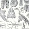 Paléontologie, histoire de la vie fossile, planche 1948 – détail de la planche ancienne