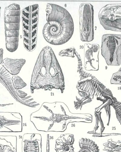nlu2-paleontologie-b13 Paléontologie, histoire de la vie fossile, planche 1948