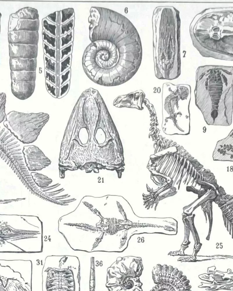 Paléontologie, histoire de la vie fossile, planche 1948 – détail de la planche ancienne