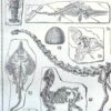 nlu2-paleontologie-b14 Paléontologie, histoire de la vie fossile, planche 1948