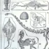 Paléontologie, histoire de la vie fossile, planche 1948 – détail de la planche ancienne