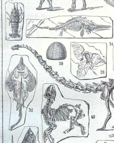 nlu2-paleontologie-b14 Paléontologie, histoire de la vie fossile, planche 1948