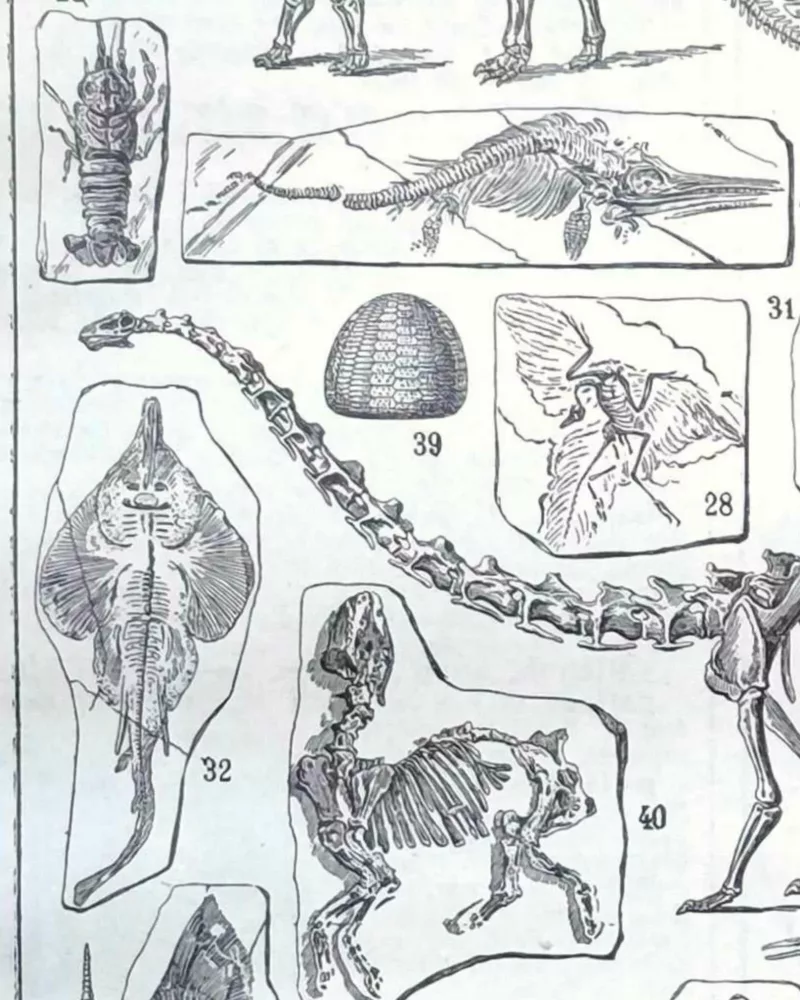 Paléontologie, histoire de la vie fossile, planche 1948 – détail de la planche ancienne